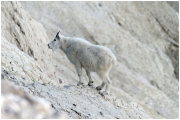 06 - Icefields Parkway (19) - Mountain Goat